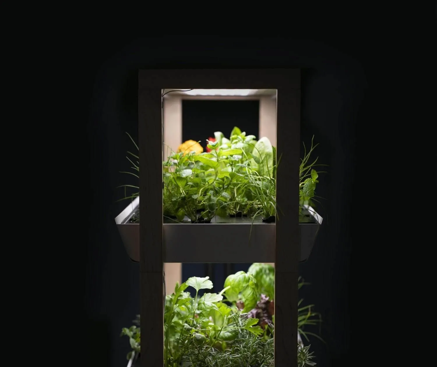 Family Garden Extension