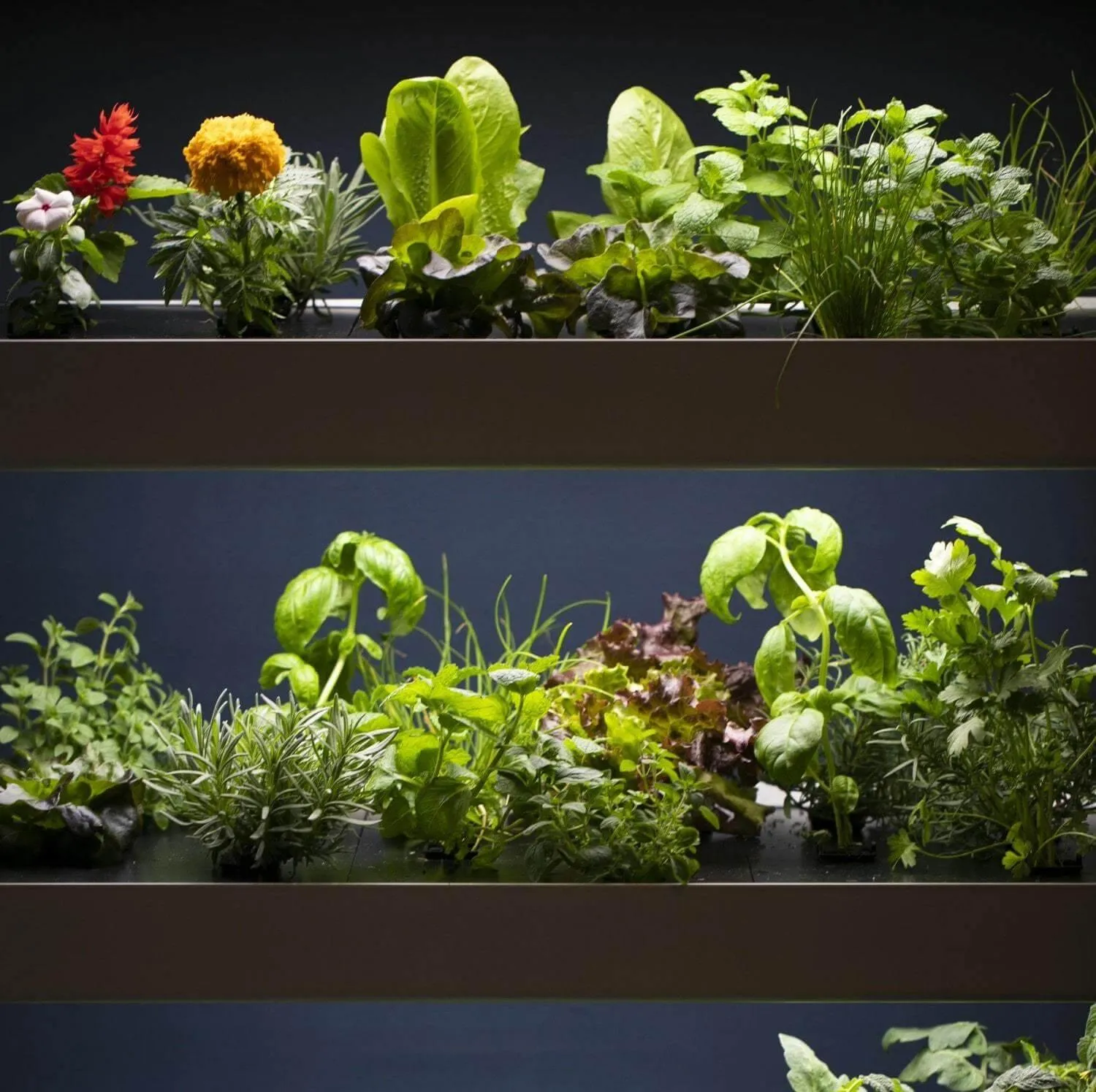 Family Garden Extension
