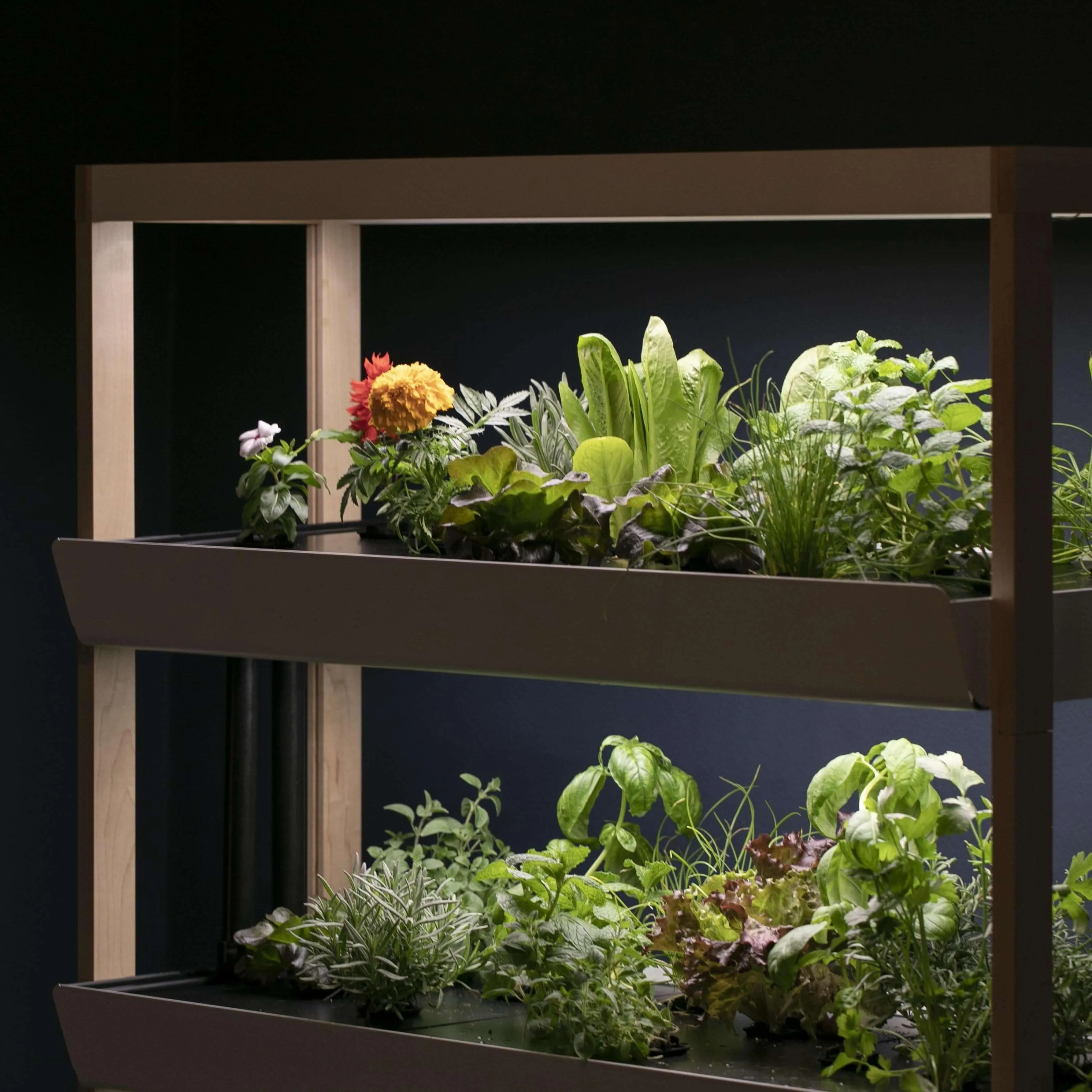 Family Garden Extension