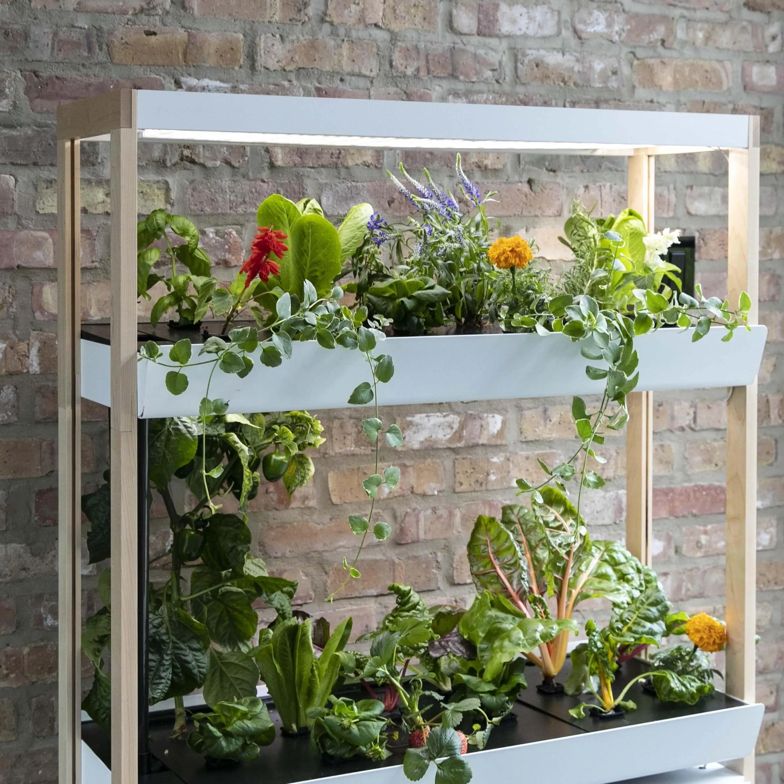 Family Garden Extension