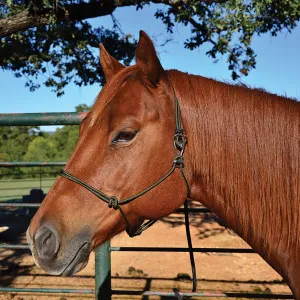 Quick Change Halter
