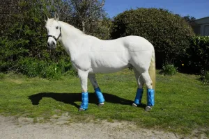 Rhinegold Elite Half Travel Boots